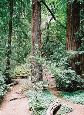 A Big Sur Campground