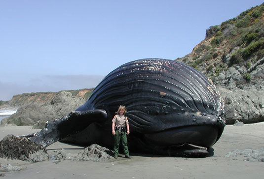 whale feet