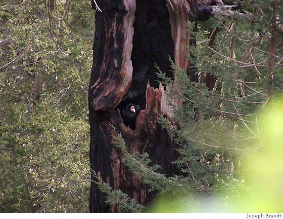 california condor range. California Condors Nesting in