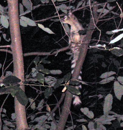 Ringtailed Cat in a tree