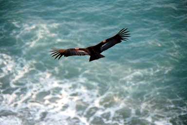 Condor Or4 taking a shorline cruise