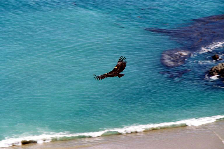 Condor flying over dead seal on beach
