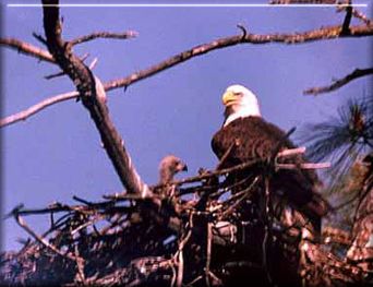 Bald Eagle with baby chicks