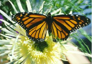 California Monarchs