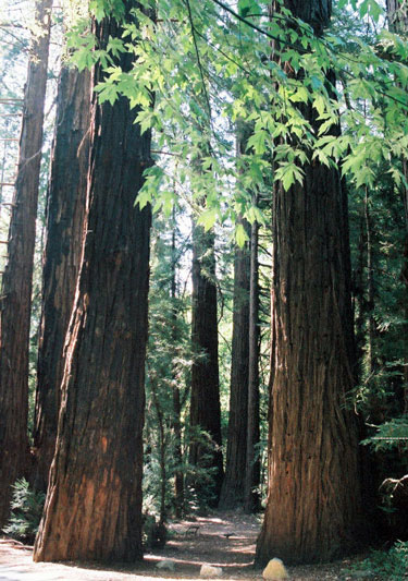 Pics Of Redwood