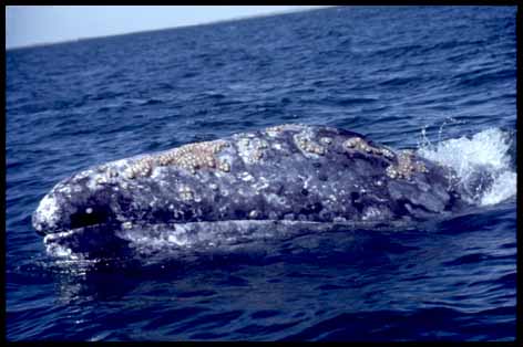 Gray Whale with barnacles, photo by Nancy Black, Monterey Bay Whalewatch